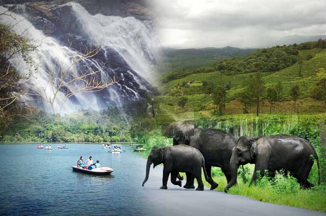 Wayanad Nature